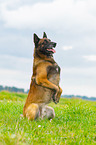Malinois macht M�nnchen