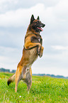Malinois macht M�nnchen
