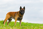 Malinois