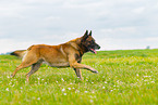 rennender Malinois
