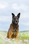 sitzender Malinois