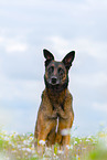 sitzender Malinois