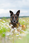 liegender Malinois