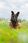 liegender Malinois