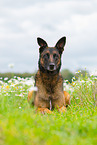 liegender Malinois