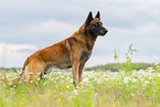 Malinois