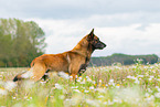 Malinois