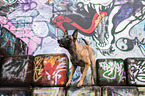 Malinois vor Graffiti