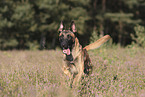 rennender Malinois