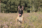 Malinoisn Portrait