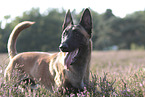 Malinois Portrait