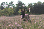 Malinois Portrait