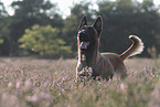 Malinois Portrait