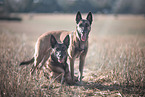 2 Malinois