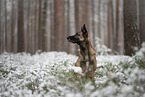 erwachsener Malinois