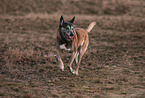 erwachsener Malinois