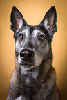 Malinois Portrait