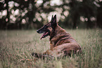 erwachsener Malinois