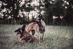 2 Malinois