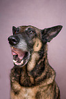 Malinois Portrait