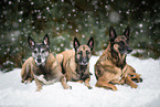 3 Malinois