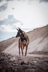 erwachsener Malinois