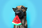 Malinois im Studio