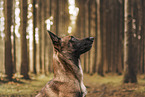 Malinois