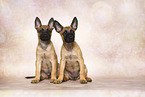 Malinois Welpen