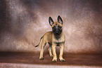 Malinois Welpe