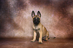 Malinois Welpe