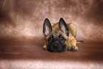 Malinois Welpe