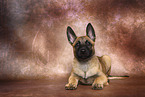 Malinois Welpe