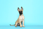 Malinois Welpe