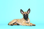 Malinois Welpe