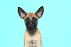 Malinois Welpe