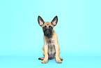 Malinois Welpe