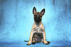 Malinois Welpe