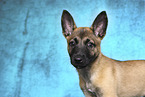 Malinois Welpe