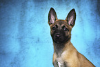 Malinois Welpe