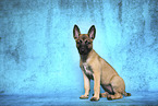 Malinois Welpe