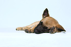 Malinois Welpe