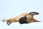 Malinois Welpe