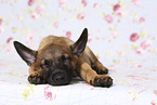 Malinois Welpe