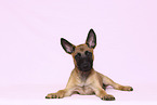 Malinois Welpe