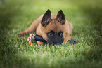 Malinois Welpe