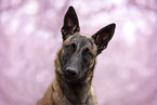 ausgewachsener Malinois