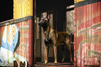 ausgewachsener Malinois