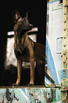 ausgewachsener Malinois