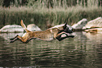 ausgewachsener Malinois